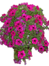 Blumenampel